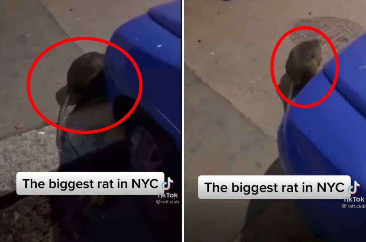 Video De Rata Gigante De Nueva York Se Hace Viral