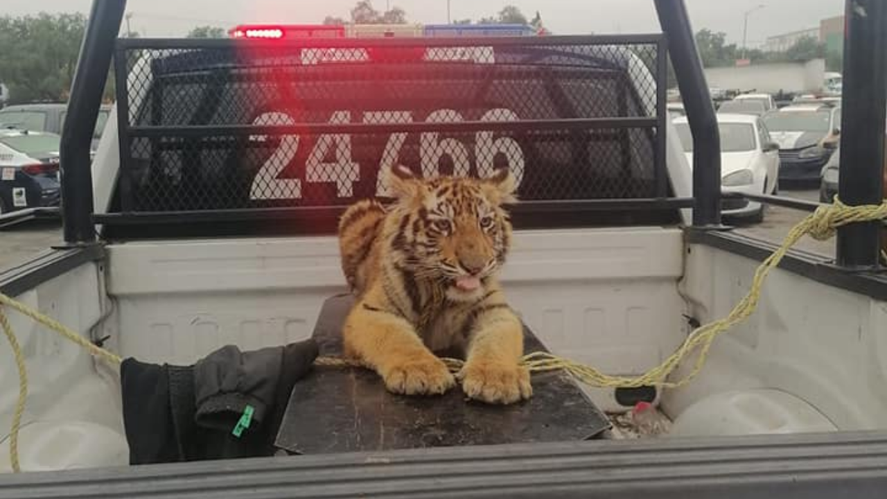 Capturan a un tigre en calles de Cuautitlán Izcalli