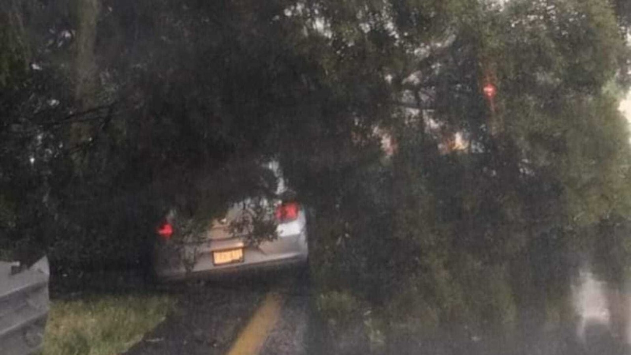 Cae árbol sobre vehículo en el km 14 5 de la autopista Toluca