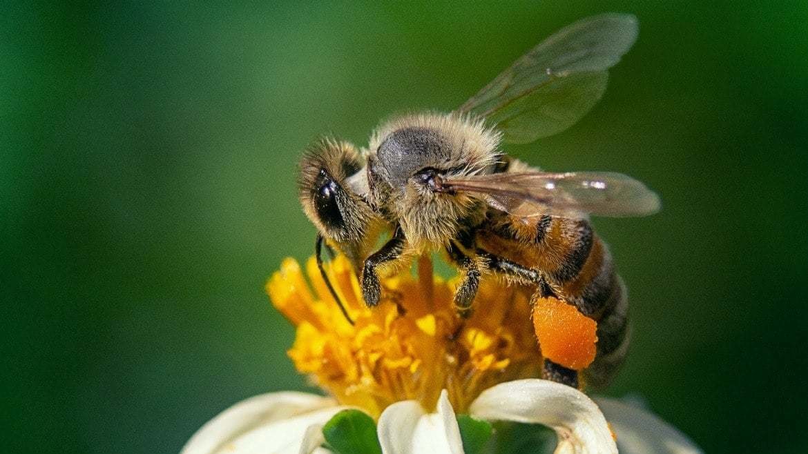 Descubre la maravilla alada de Yucatán la abeja melipona POSTA Yucatán