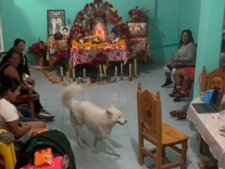 Baila perrito frente a ofrenda de día de muertos sacó los pasos