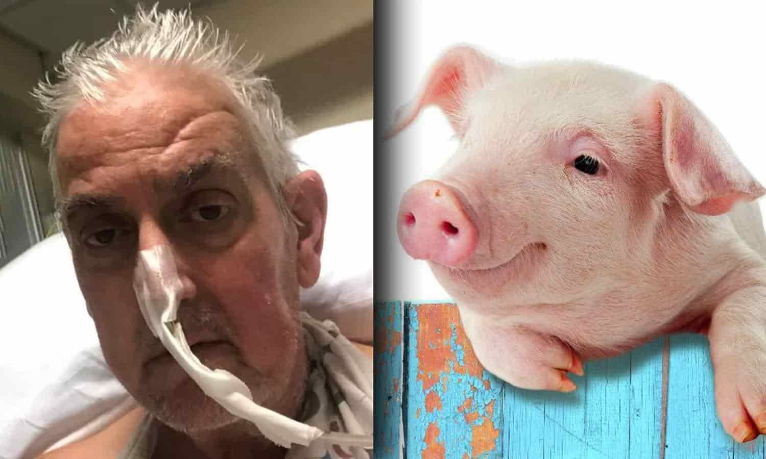 ¡Histórico! Hombre recibe trasplante de corazón de cerdo