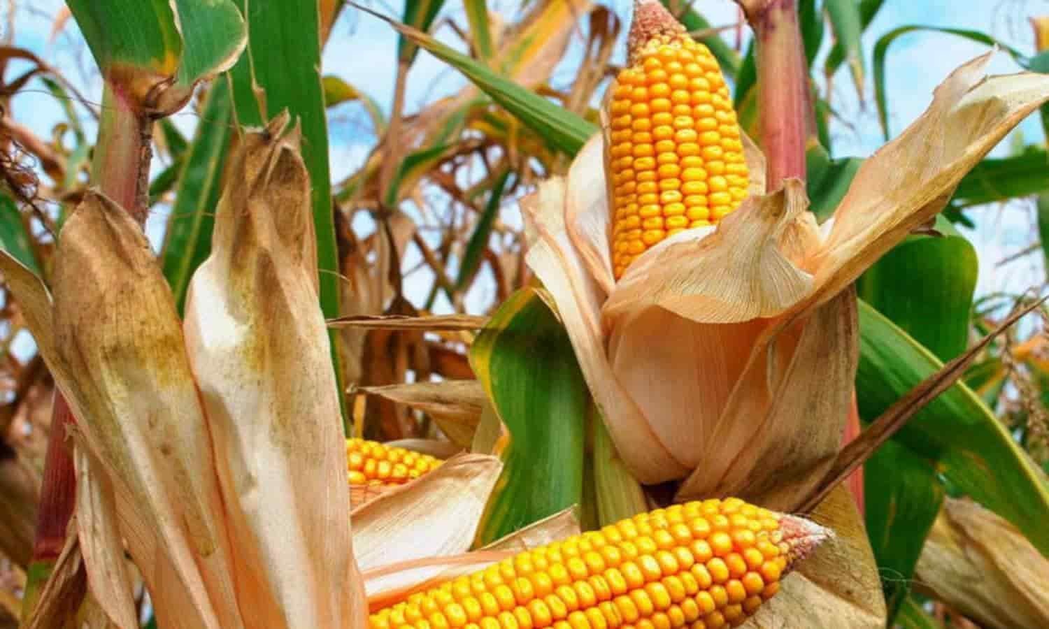 Se estanca producción de maíz, y el problema va para largo