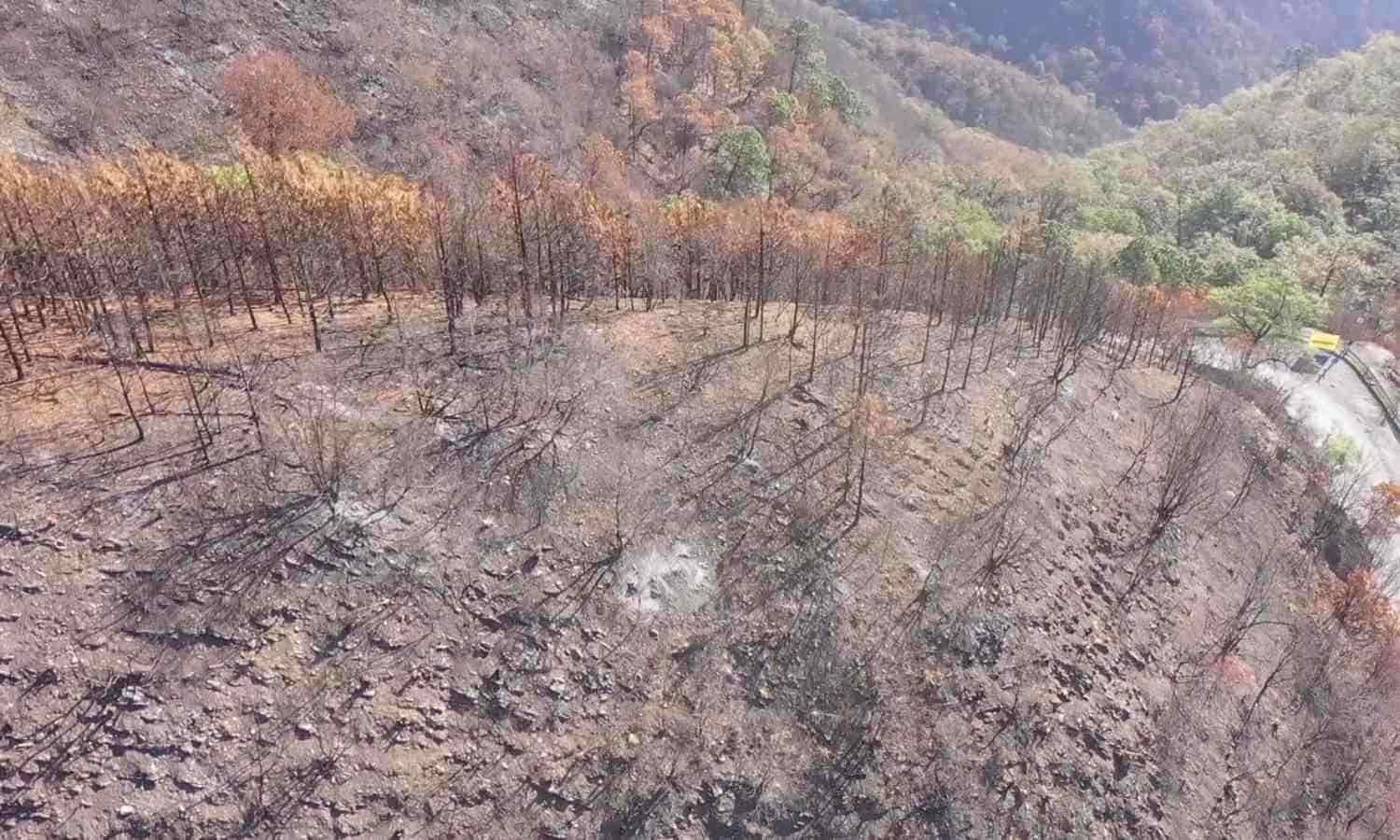 Reforestación en la sierra de Santiago va a paso lento
