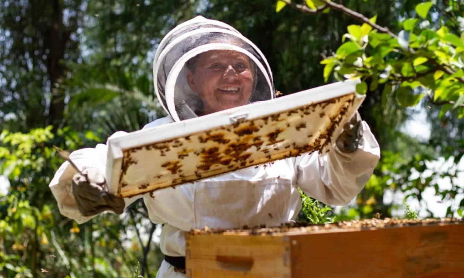 Busca SEDEMA preservar labor ecosistémica de las abejas