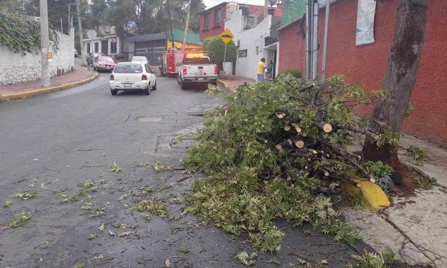 Fuertes vientos tumban al menos 30 árboles en CDMX