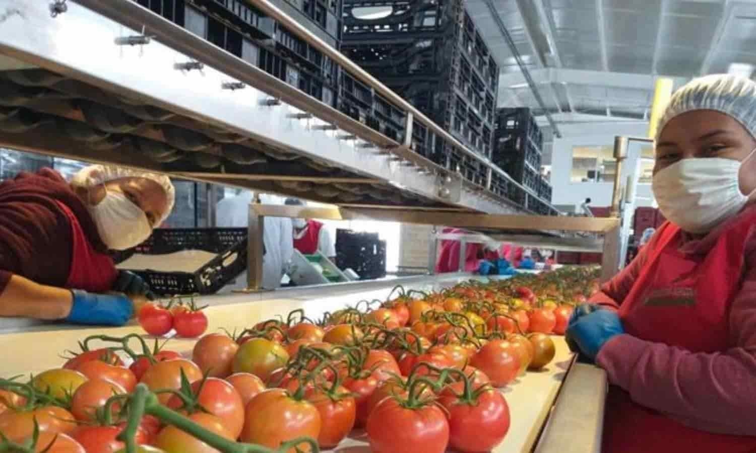 Exportaciones agroalimentarias registran nuevo récord