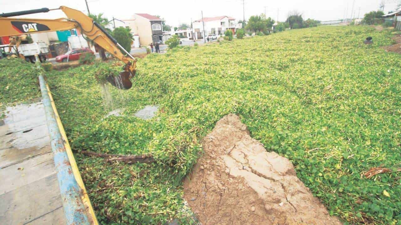 Tratarán problema de lirio acuático en Nuevo Laredo