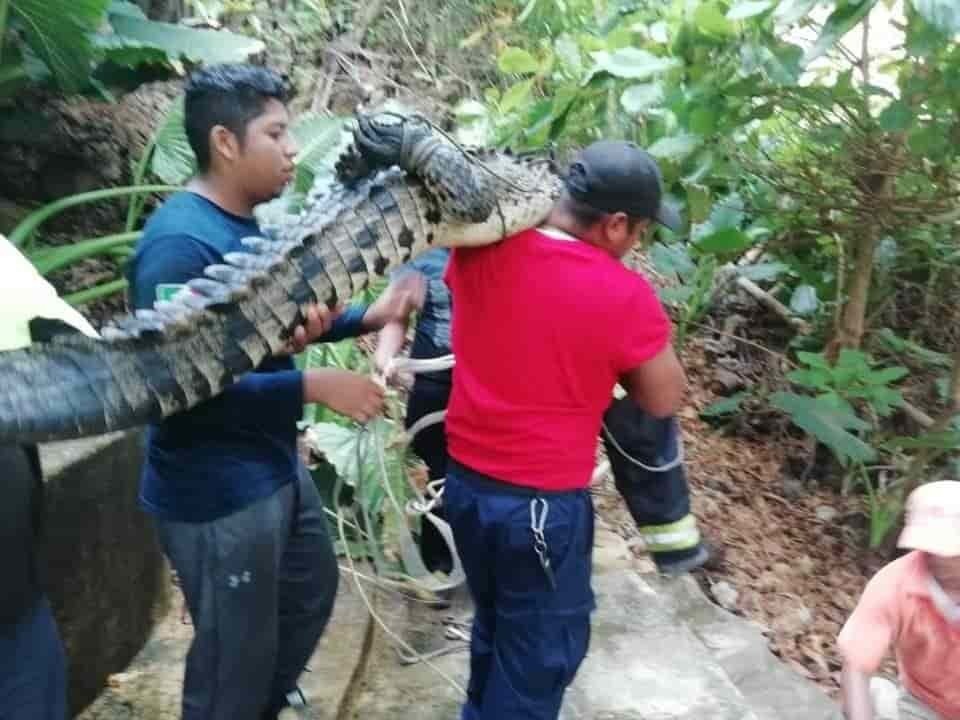 Enorme cocodrilo causa alarma en Acapulco