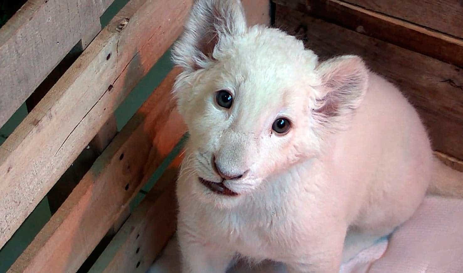 Tiene México un cachorro milagro, primer león blanco nacido en cautiverio