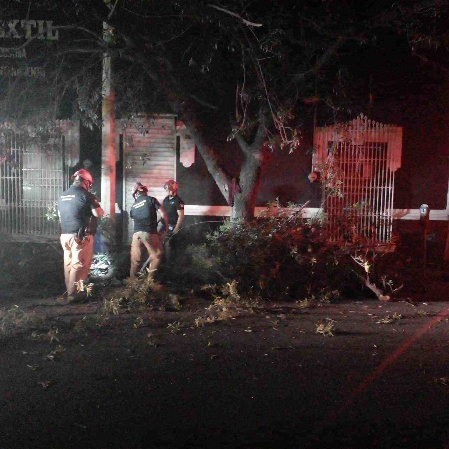 Cae árbol sobre automóvil en Monterrey