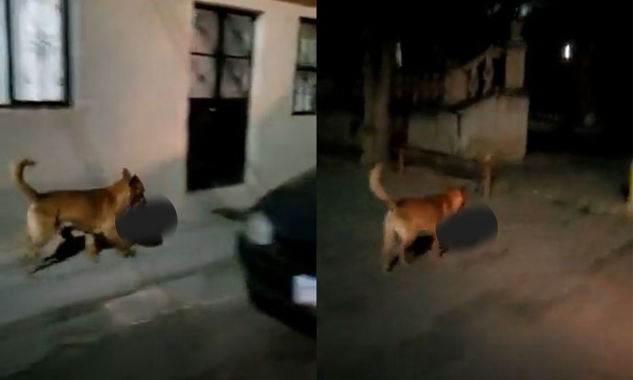 Perro pasea con cabeza humana por calles de Zacatecas