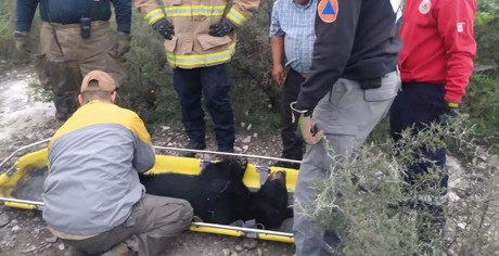 Rescata Protección Civil a oso atropellado en El Carmen