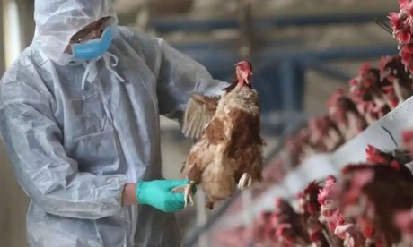 Registra México su primer caso de influenza aviar AH5N1