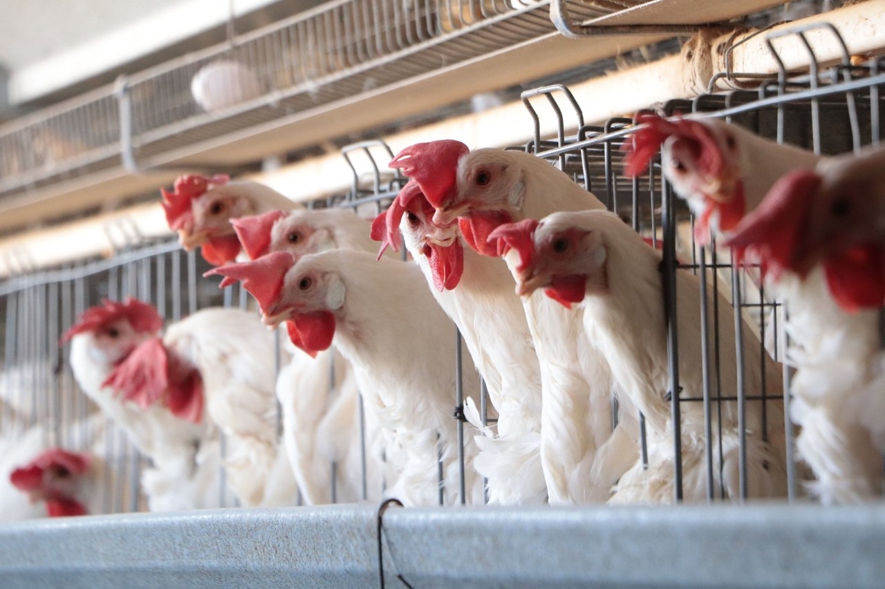 Detectan cepa de gripe aviar en rancho de Montemorelos