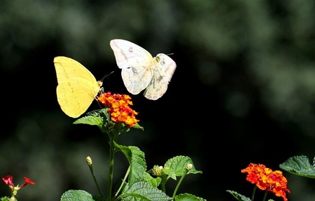 UANL guía a ciudadanos en la conservación de mariposas