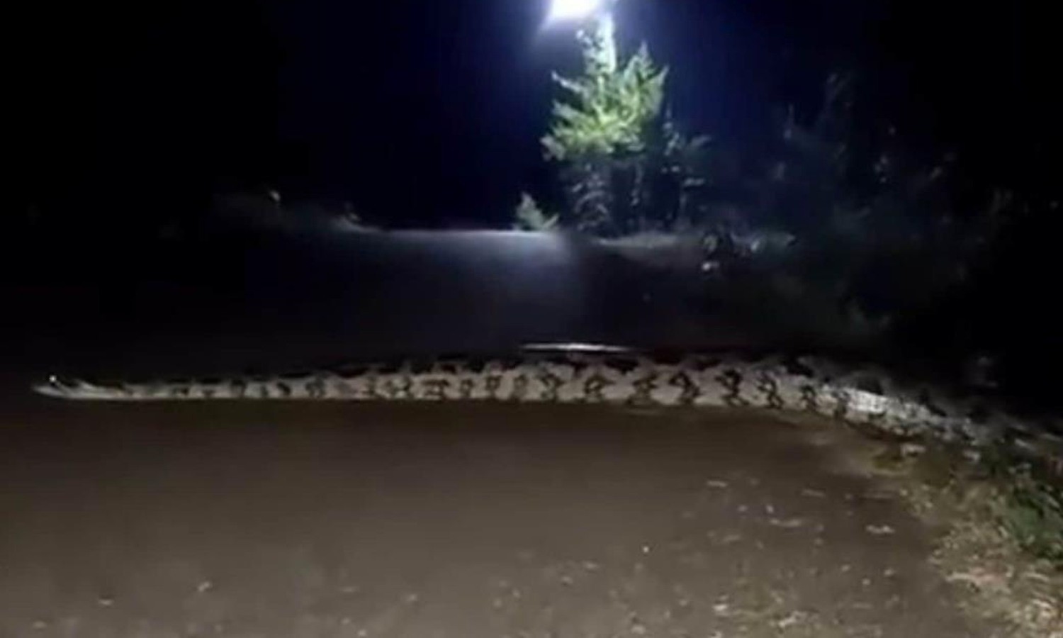 Captan serpiente de casi 4 metros en La Huasteca