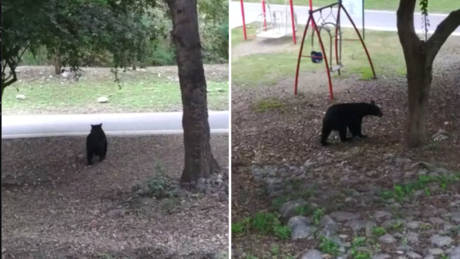 Se pasea oso en parque de colonia privada en Monterrey