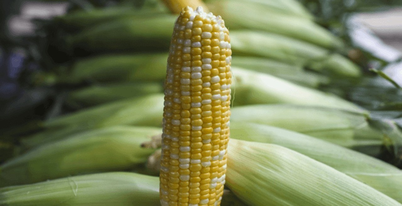 México-EUA en controversia por prohibición de maíz