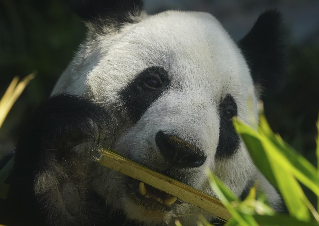 México alberga al último panda gigante de América Latina