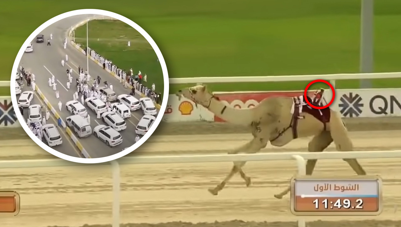 A control remoto; así son las carreras de camellos en Qatar