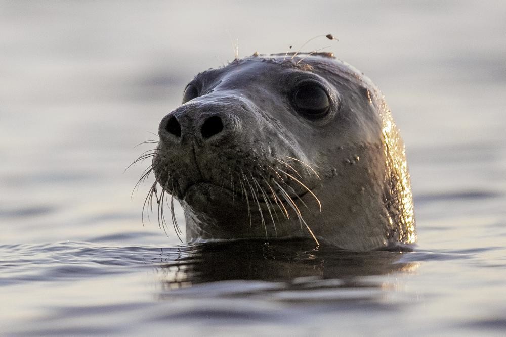 Reconocimiento facial podría salvar a las focas de extinción