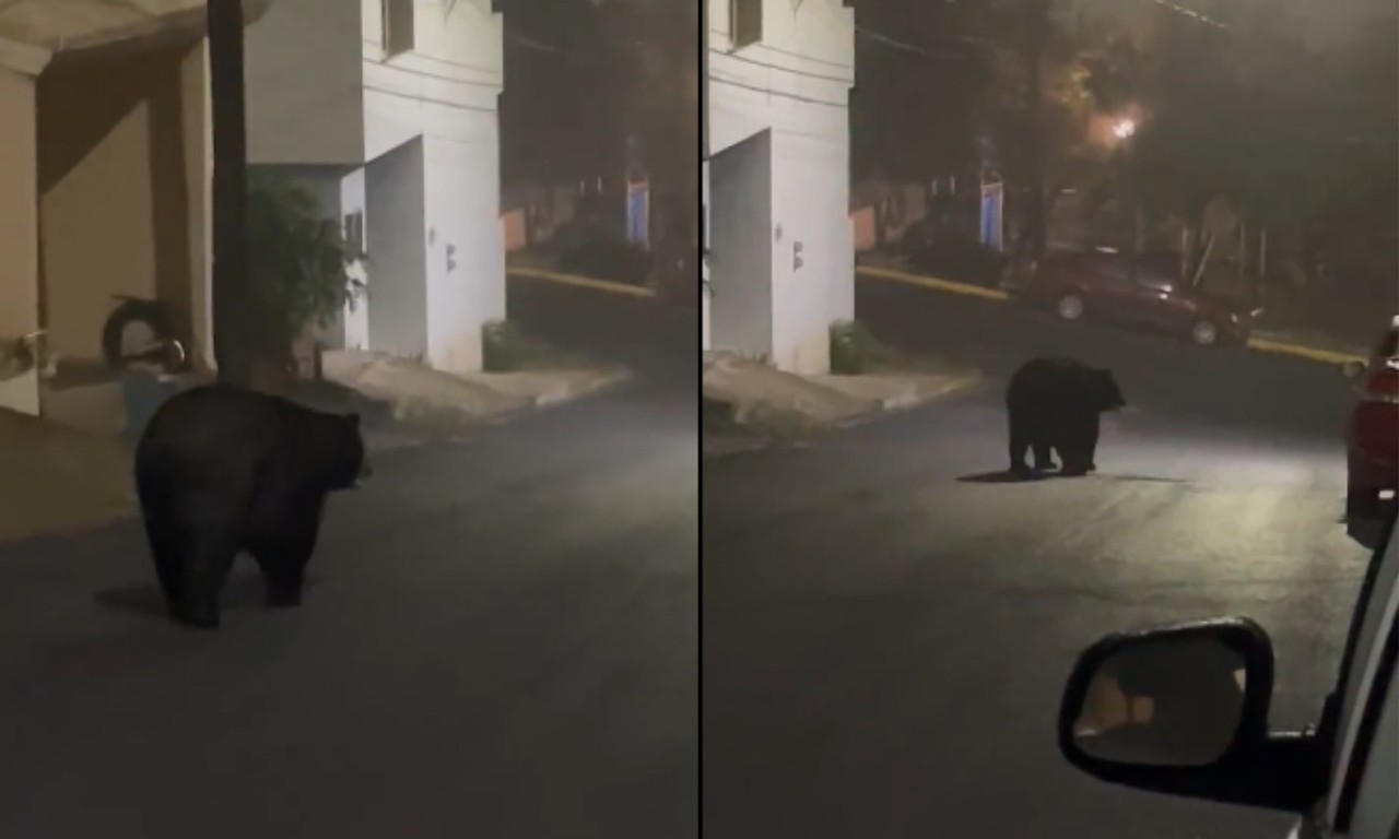 Captan a otro oso en colonia al sur de Monterrey