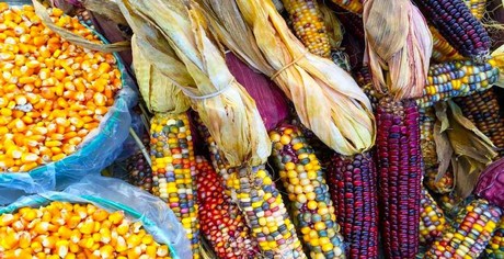 Restricción al maíz afectará al PIB agroalimentario