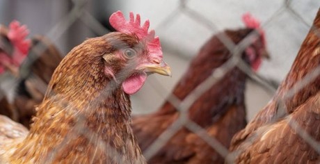 Prevén alza en precio del pollo ante gripe aviar
