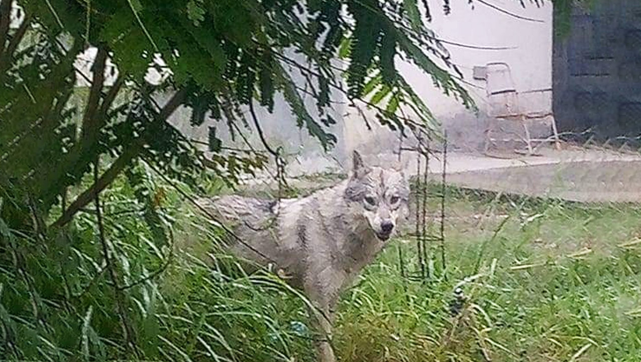 Perro lobo desata el pánico en Valle del Roble, Cadereyta
