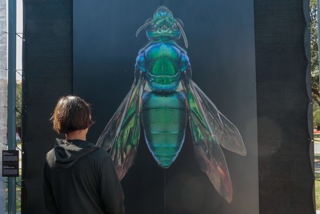 Llega exposición “Insectus” a Parque Fundidora