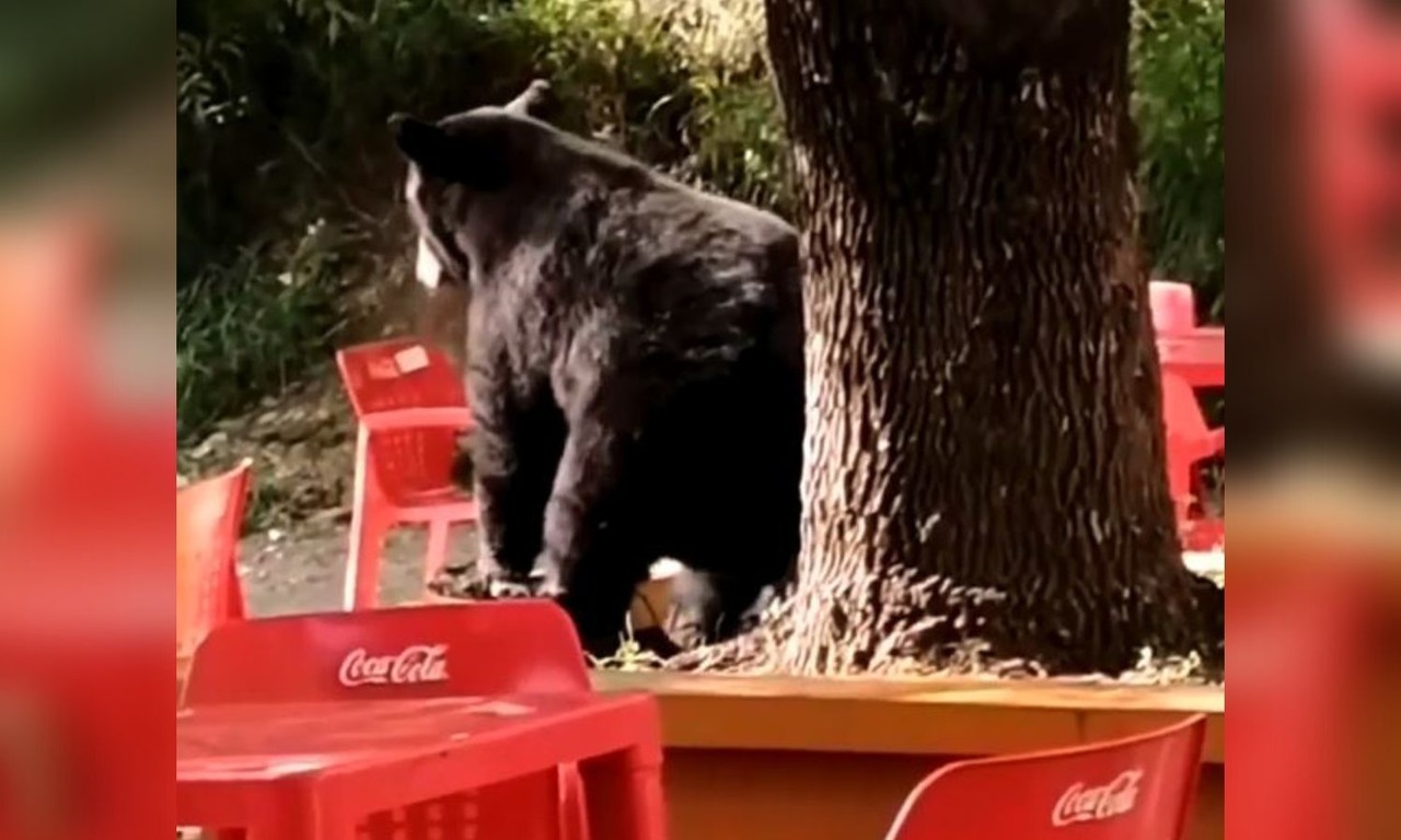 Video: Captan a oso en una facultad ¿perreando?