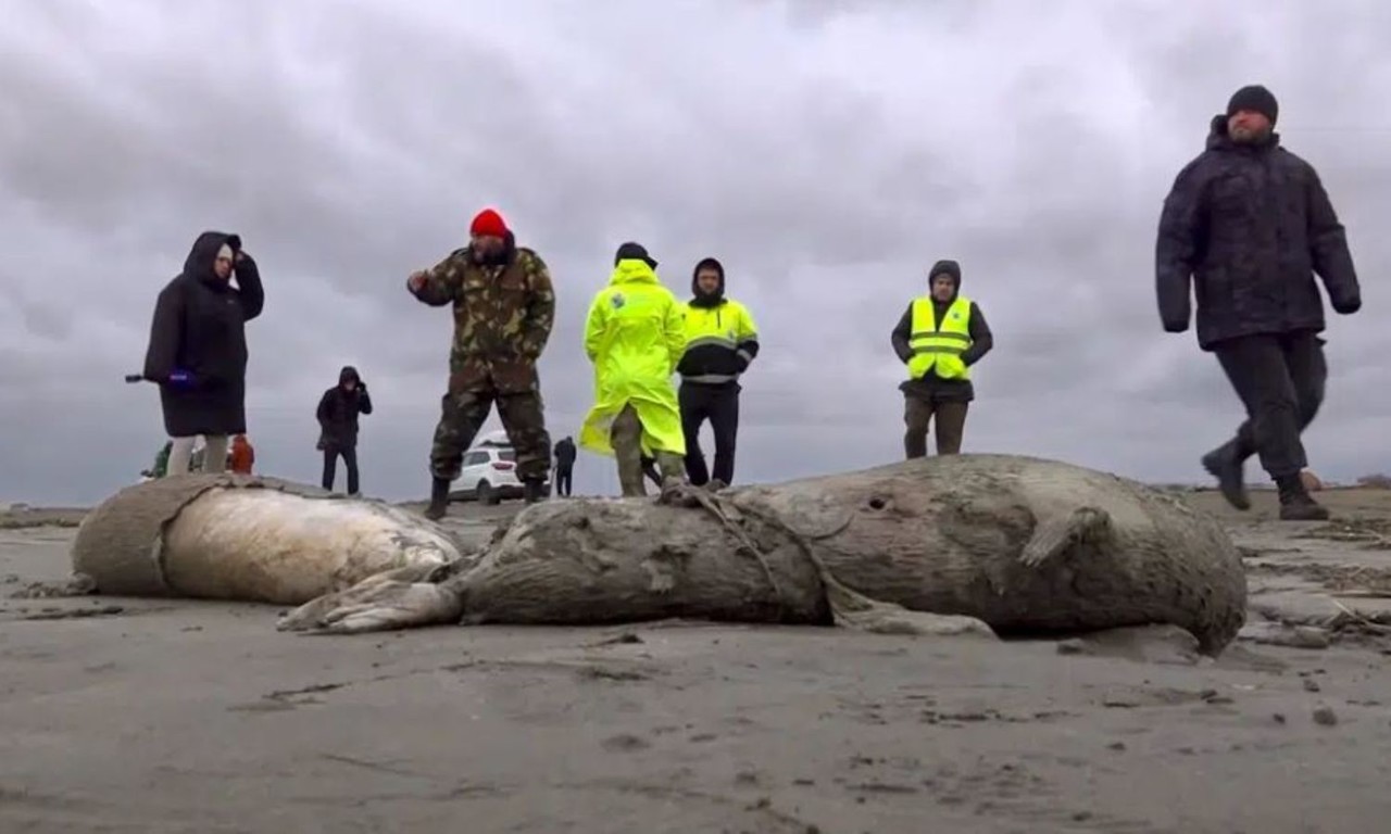 Encuentran a más de mil 700 focas muertas en costa rusa