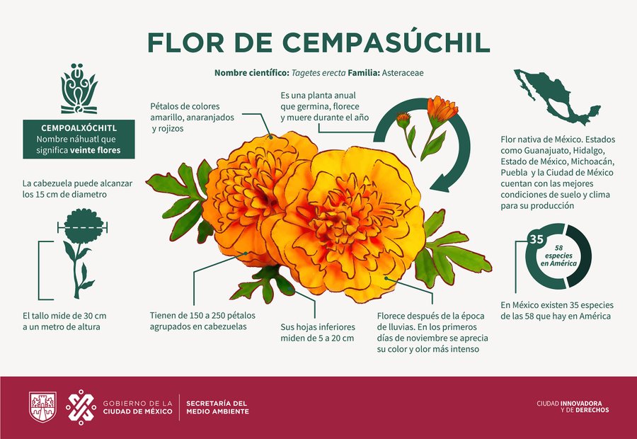 Día de muertos: ¿Cuál es el mito de la flor de cempasúchil?