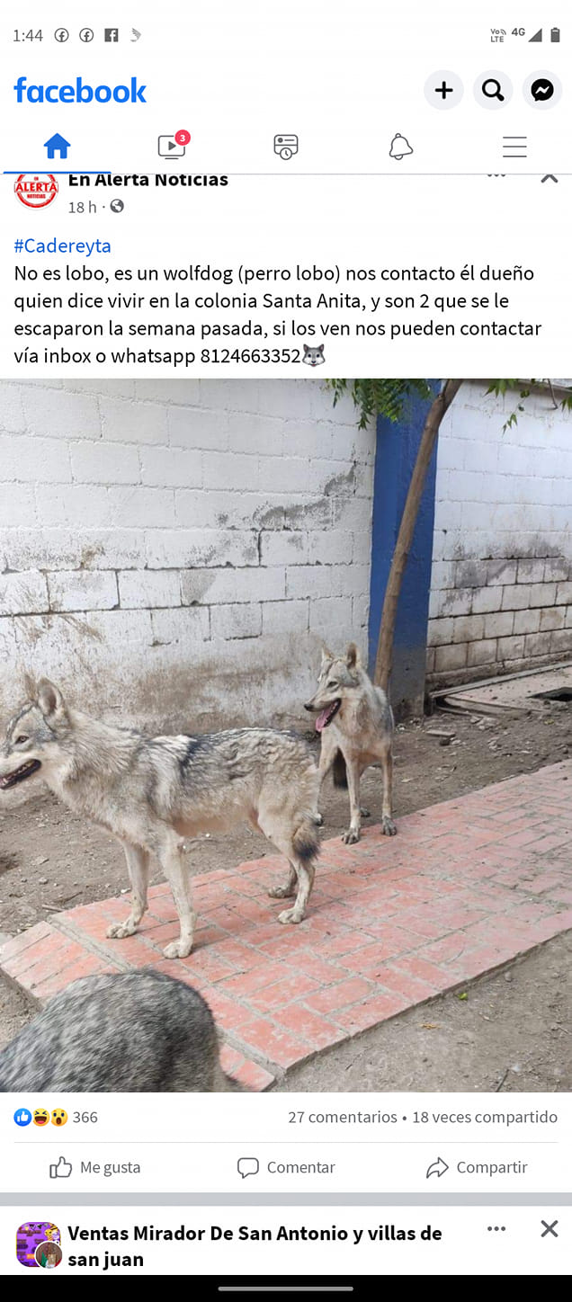 Perro lobo desata el pánico en Valle del Roble, Cadereyta