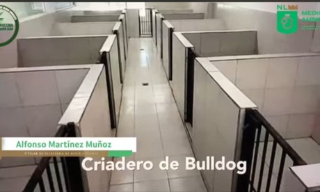 Clausura Secretaría de Medio ambiente criadero de bulldogs