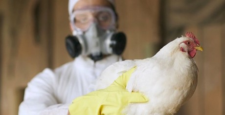 Sacrifican 800,000 aves por influenza aviar en Ecuador