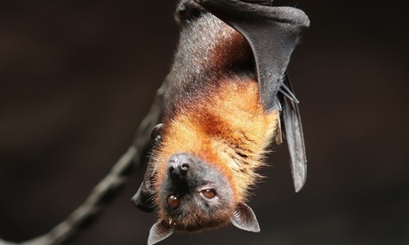 Niña mordida por murciélago muere de rabia en Oaxaca