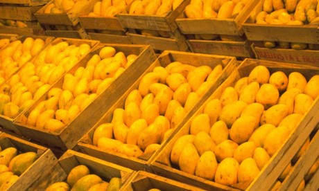 Mango mexicano la hace 'a lo  grande' y conquista al mundo