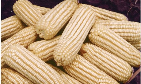 Arancel a exportación de maíz blanco afectará a productores