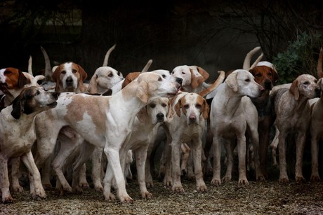 Sacrifican 50 mil perros callejeros al año en Nuevo León