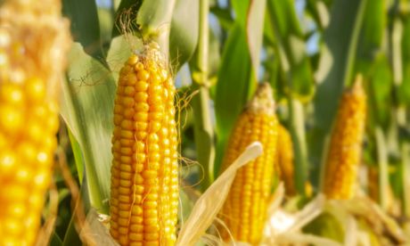 Modifican decreto contra el maíz transgénico