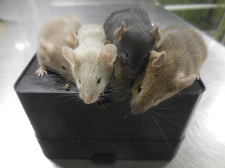 Científicos logran crear ratones a partir de dos machos