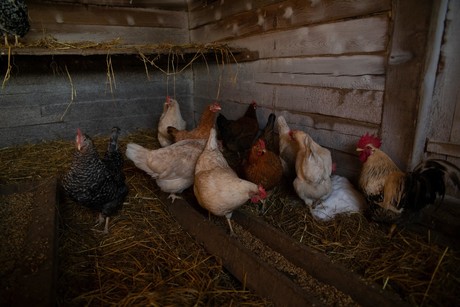 China registra contagio de gripe aviar en humanos
