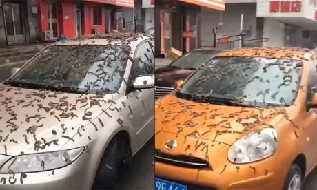 Lluvia de gusanos vivos sorprende en Beijing, China