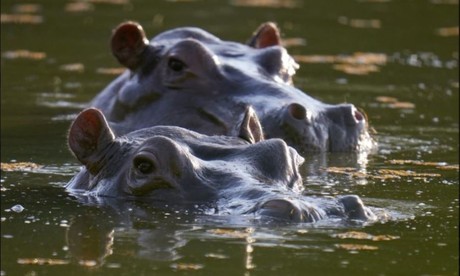 Traslado de hipopótamos de Escobar costará 3.5 mdd