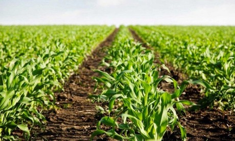 Producción de alimentos en México no para; crecerá casi 10%
