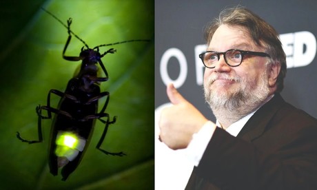 Nombran una luciérnaga en honor a Guillermo del Toro