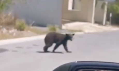 Captan a oso rondando en colonia del sur de Monterrey