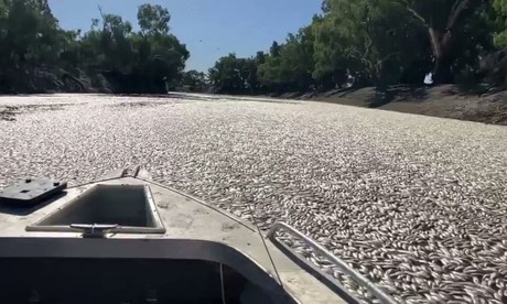 Millones de peces aparecen muertos en Australia
